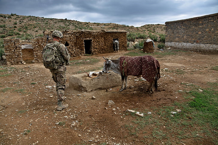 войник, теле, земеделска земя, ферма, крава, нас армия, Афганистан