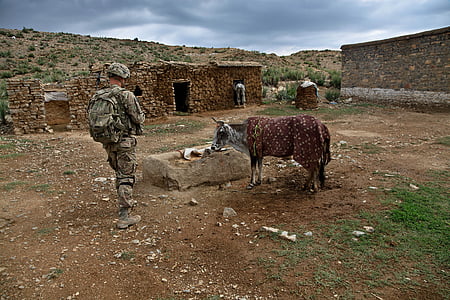 soldado, becerro, tierras de labrantío, granja, vaca, Nosotros Ejército, Afganistán