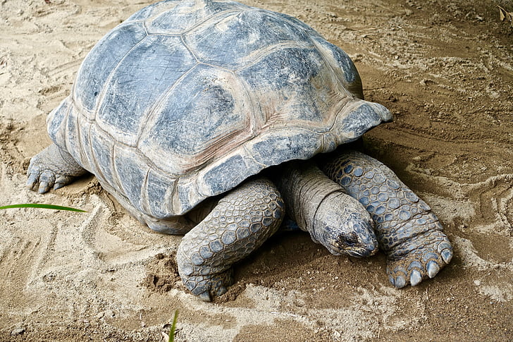 tortoise, shell, giant, large, endangered, grass, eating