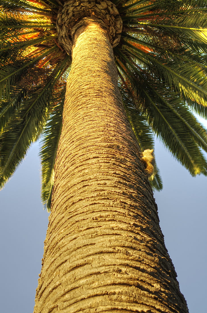 palm, squirrel, nature, california, rodent, tree, animal