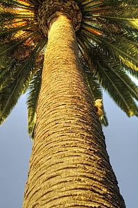 Palm, катерица, природата, Калифорния, гризачи, дърво, животните