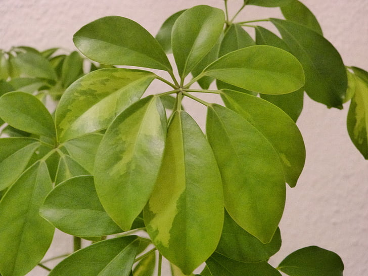 green, plant, leaves, houseplant, leaf, green leaf