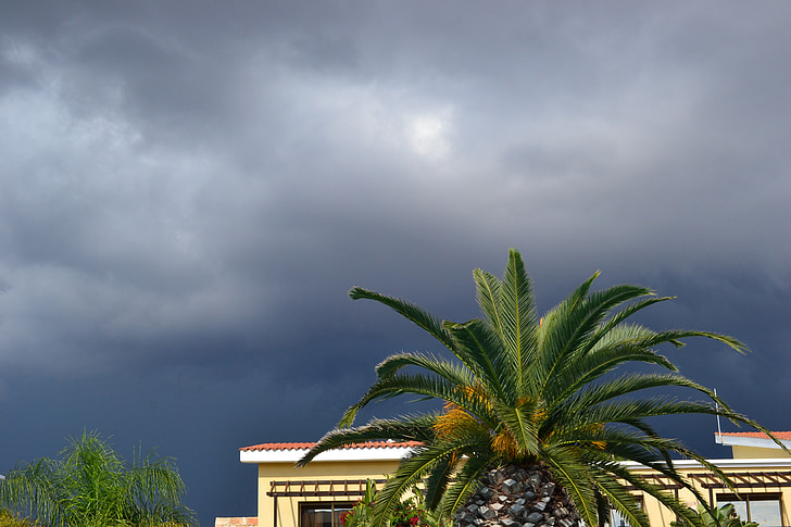 åskväder, Palma, molnet, Sky, grå himmel, stormig himmel, Palm tree