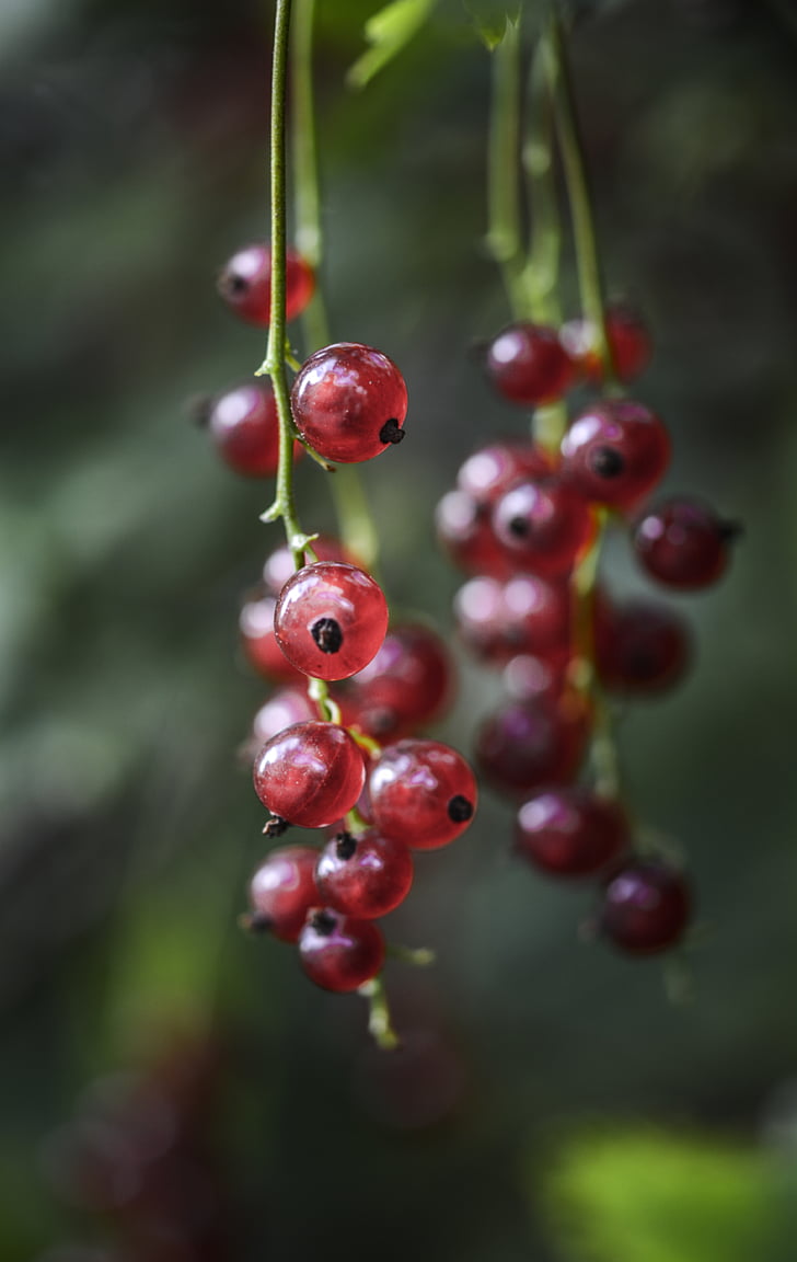 Berry, desenfoque de, Close-up, Color, pasas de Corinto, delicioso, alimentos