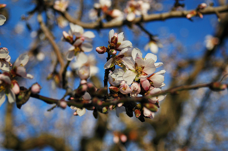 pohon almond, almond, alam, pohon, sayur, almond bunga, musim gugur