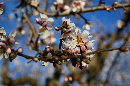 almond tree, almond, nature, tree, vegetable, almond flower, autumn