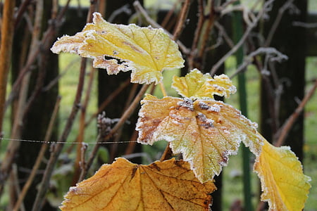 gel, gelée blanche, feuilles, nature, hiver, froide
