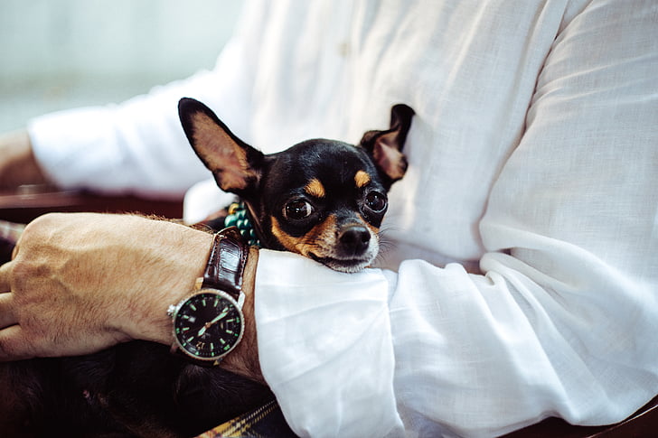 animal, Chihuahua, chien, homme, personne, animal de compagnie, montre-bracelet
