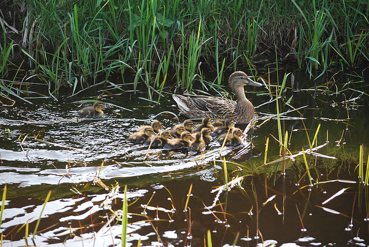 duck, chicks, ducklings, duck family, water, water bird, animal