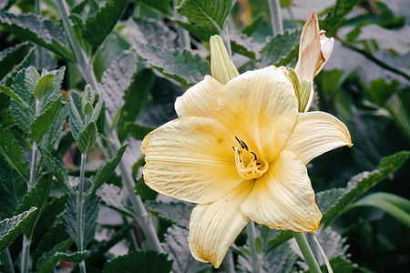 Lily, jedną z odmian dalii, żółty, kwiat, Bloom, kwiat, ogród