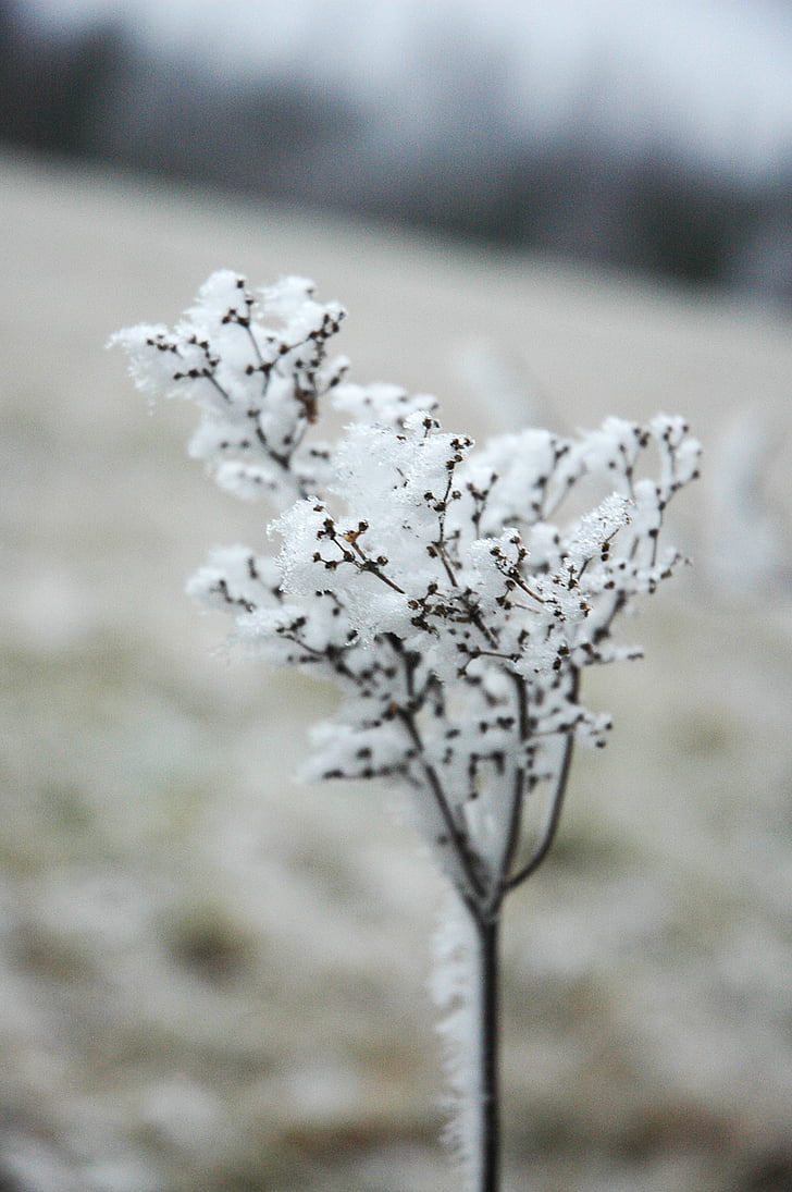 Rime, flor, törröttäjä, nieve, naturaleza, otoño, Frost