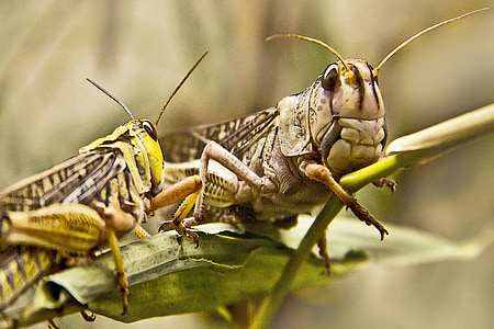 grasshopper, insect, close, green, macro, animal, grass
