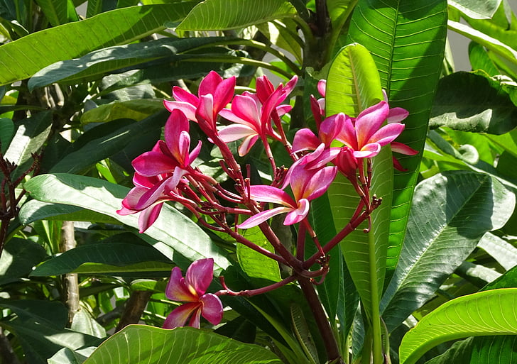 blomst, frangipani, khagi leihao, Lal gulachin, kathgolap, Plumeria Red elefanter, Apocynaceae