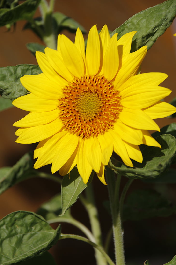 sun flower, large, blossom, bloom, sun