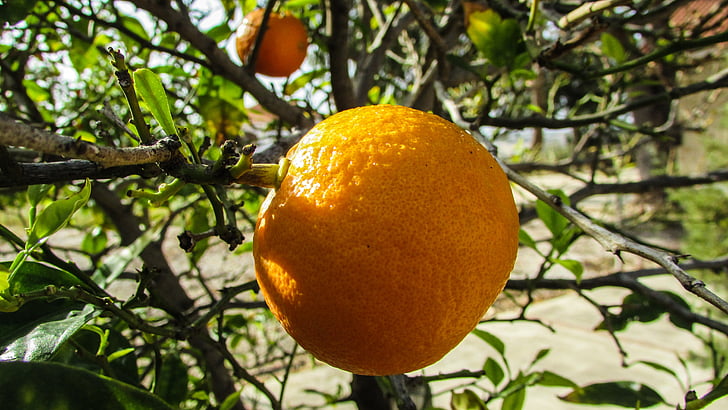 naranja, árbol, fruta, jardín, primavera, Chipre, cítricos