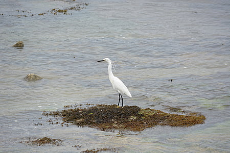 Egret, volně žijící zvířata, pták, Příroda, ornitologie, zvíře, voda