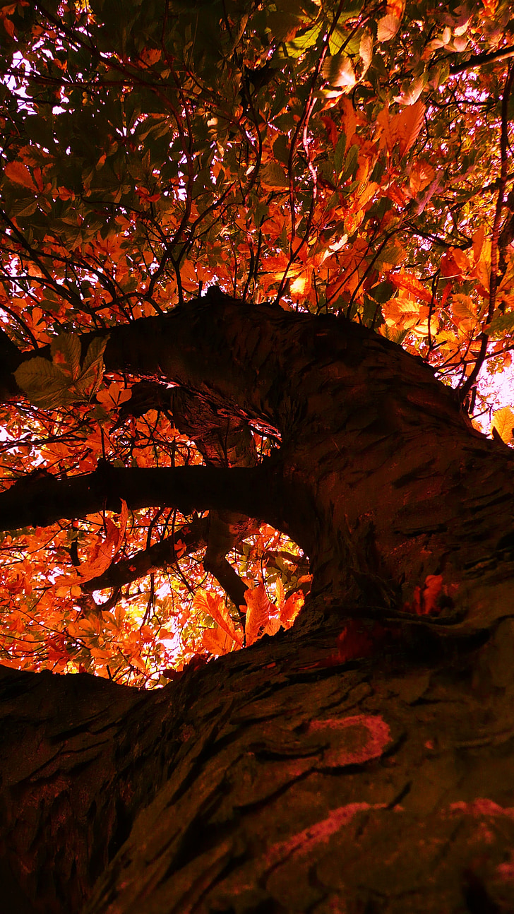pohon, musim gugur, kuning, daun, dedaunan, lingkungan, hutan