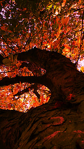 albero, autunno, giallo, foglie, fogliame, ambiente, boschi