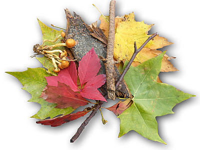 folhas, colorido, Outono, decoração