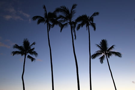 kokos stabla, idilično, priroda, dlan, palme, raj, opuštanje