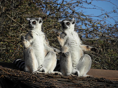 Lemur, primáti, volně žijící zvířata, zvíře, kroužek tailed lemur, sedící, zvířecí přírody