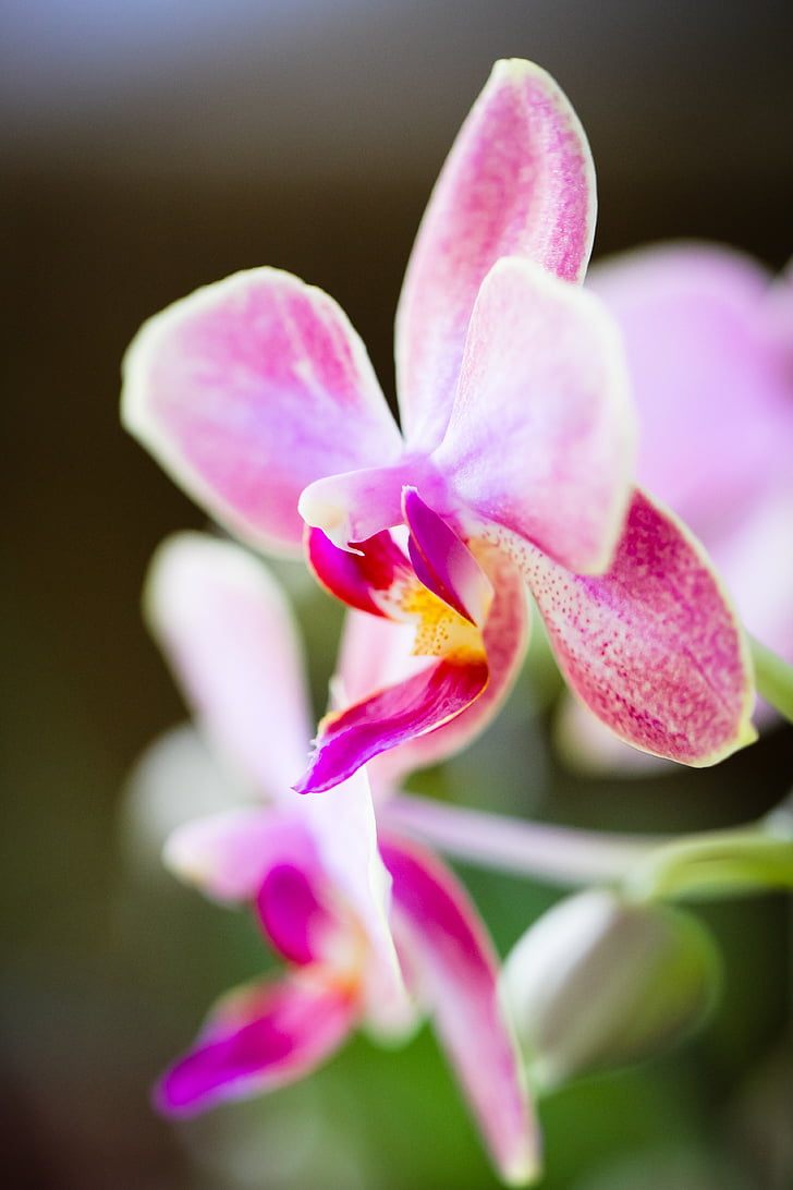orquídia, flor, natura, Rosa, planta, color rosa, pètal