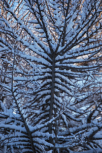 rama, árbol, nieve, invierno, naturaleza