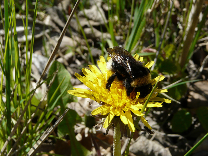 spring, dandelion, yellow, bumble-bee