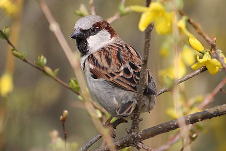 Sparrow, sperling, burung, Tutup, alam, House sparrow, Duduk
