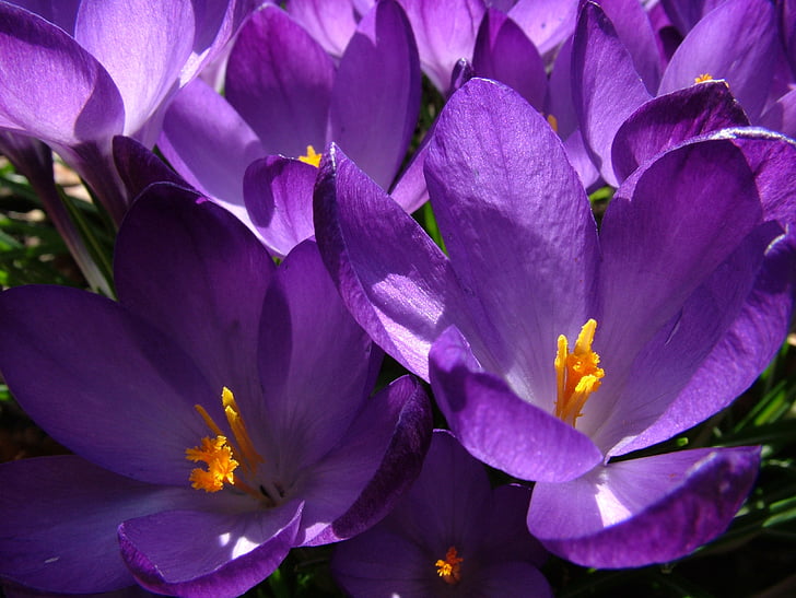 春, クロッカス, 紫, 花, 工場, バイオレット, 自然