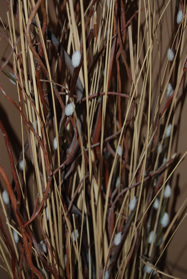 willows, twigs, dried