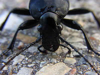 insecte, Beetle, carabes, Carabus, nature, animal, Forest