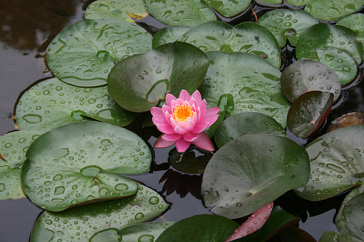 Lotus, blomma, naturen, Bloom, dammen, trädgård