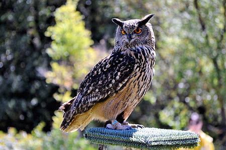 owl-real, birds of prey-night, birds of prey, predators, animals-wild, one animal, animal themes