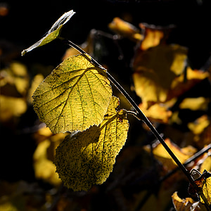 Hazel, podzim, žlutá, zlatý, listy na podzim, zlatý podzim, listy