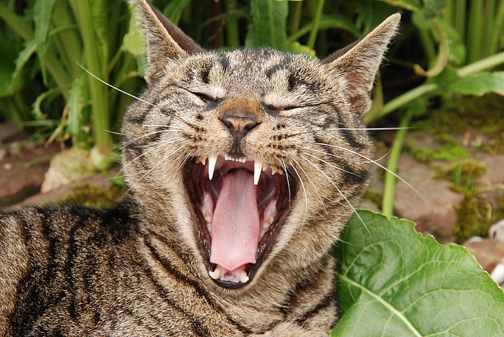animal, mammal, cat, tongue, teeth, yawn, care