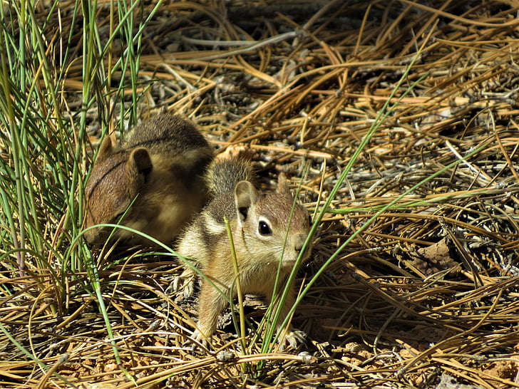 majhna severnoameriška veverica, Glodavci, srčkano, pohodništvo, Bryce canyon