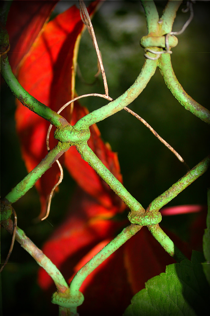 fence, old, red, green, autumn