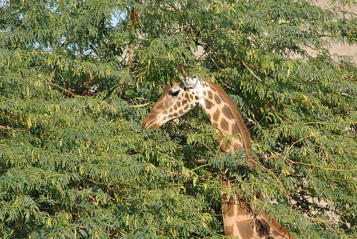 Giraffe, Safari, Afrika, Südafrika, Haare, gesichtet, Tier