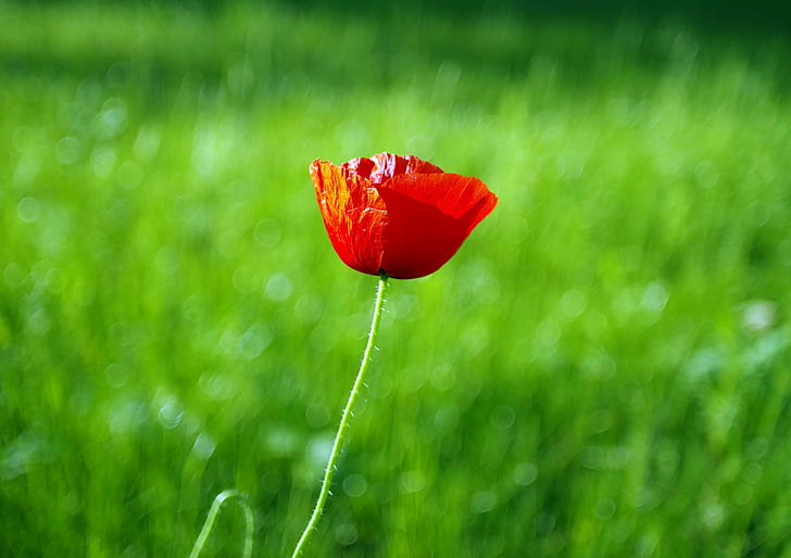 poppy, red, flower, meadow, sunny, the delicacy, plant