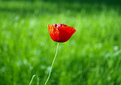 Poppy, merah, bunga, padang rumput, cerah, kelezatan, tanaman
