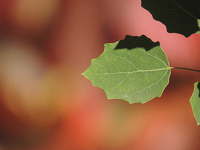 Poplar, Leaf, rudens, rudenī zaļumiem, zaļa, augu