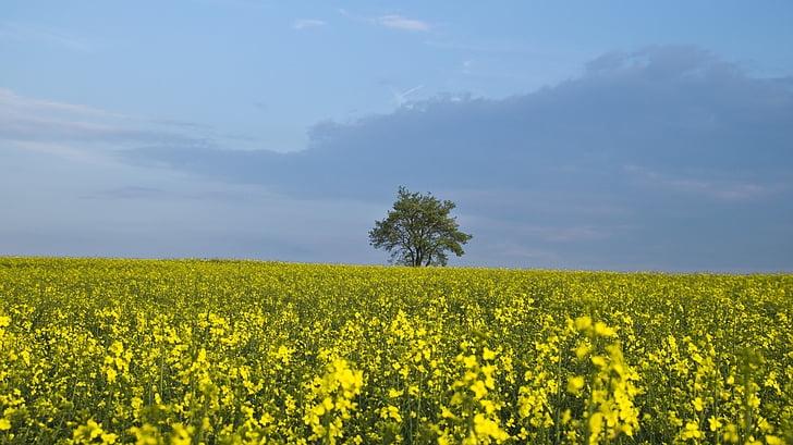 tree, oilseed rape, yellow, sky, plant, agriculture, spring
