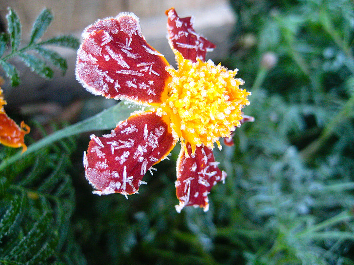 flower, frost, red, green, plant, frosting