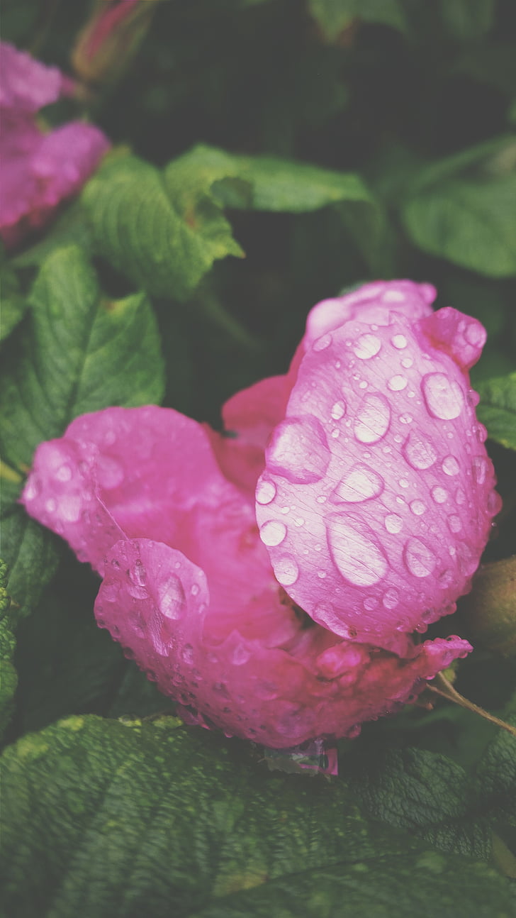 photo, pink, flower, flowers, nature, rain, rose