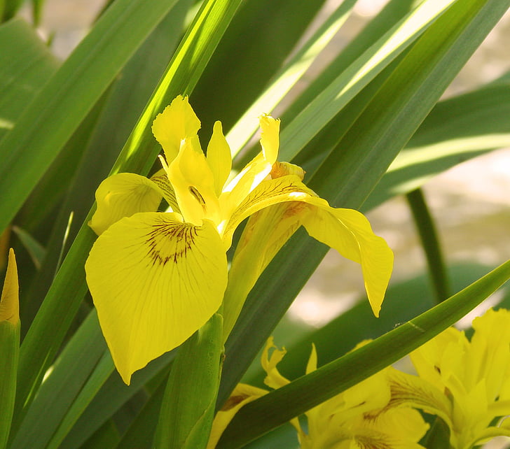 groc, Iris, flor, natura, brillant, color, fulla
