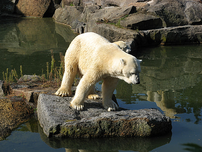 Zoo di, animali, orso, mondo animale, orso polare, natura, animale