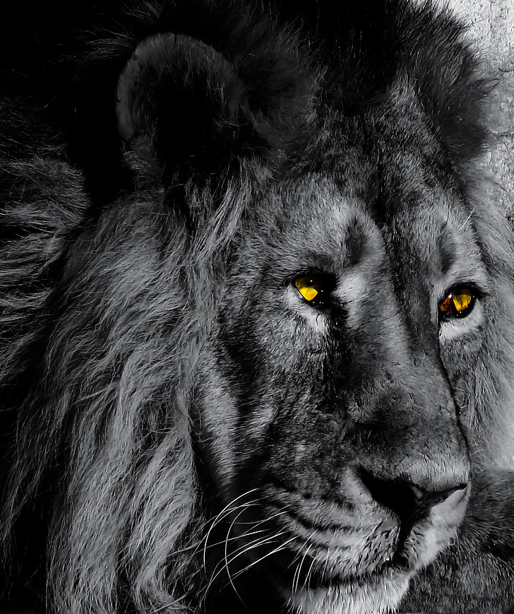 dyr, løve, stor katt, svart-hvitt, øyne, mane, rovdyr