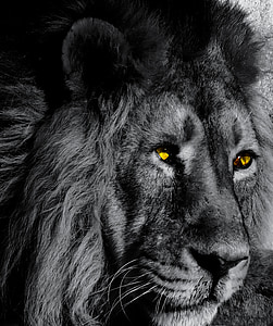 animal, Lion, gros chat, noir et blanc, yeux, crinière, Predator