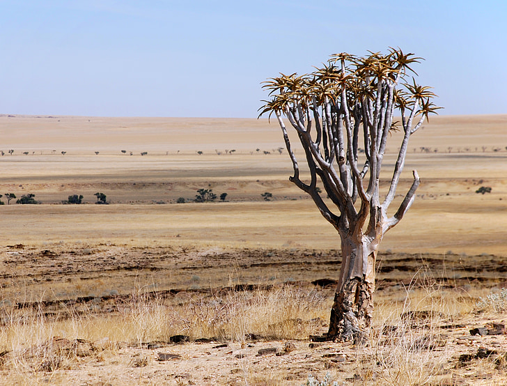 Pustynia, krajobraz, drzewo, Namibia, Afryka, skyline